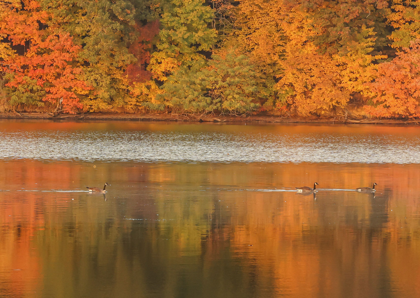 Fall around Lake Decatur 26 10.23.20.JPG